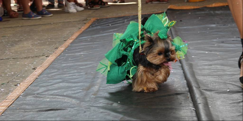 Concursos de fantasias animaram o Carnaval de Nova Friburgo
