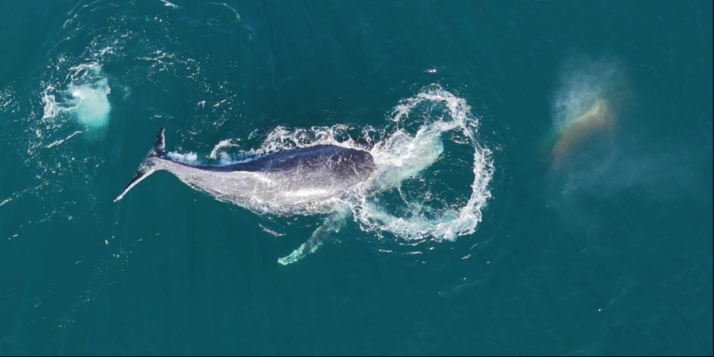 Incidente não trouxe transtorno à vida dos pescadores nem do animal