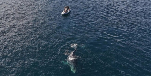 Baleia jubarte e barco com pescadores se envolvem em incidente no mar em Arraial do Cabo; veja o vídeo