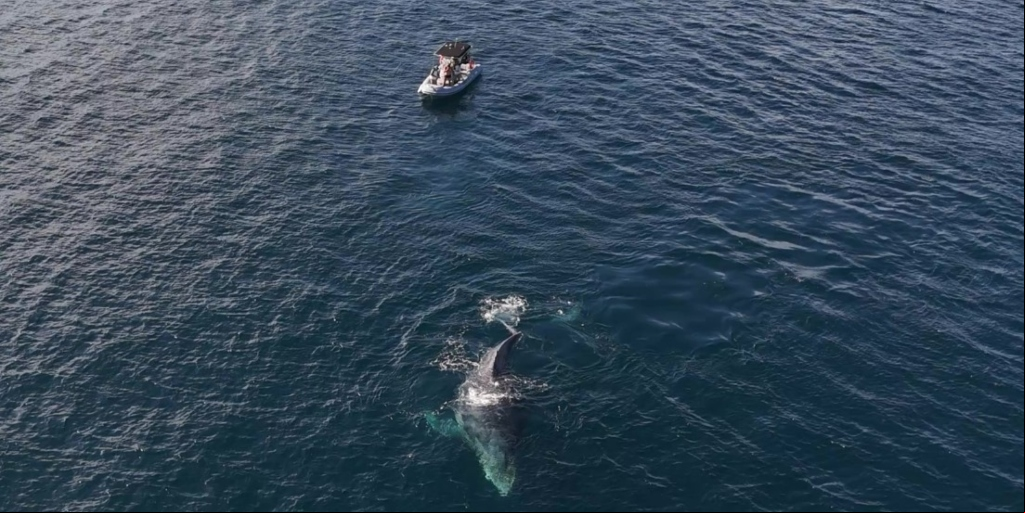 Baleia jubarte e barco com pescadores se envolvem em incidente no mar em Arraial do Cabo; veja o vídeo