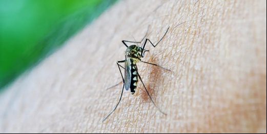 Dengue mata mais que Covid-19 no Brasil em 2024; Nova Friburgo registrou mais de 5.300 casos