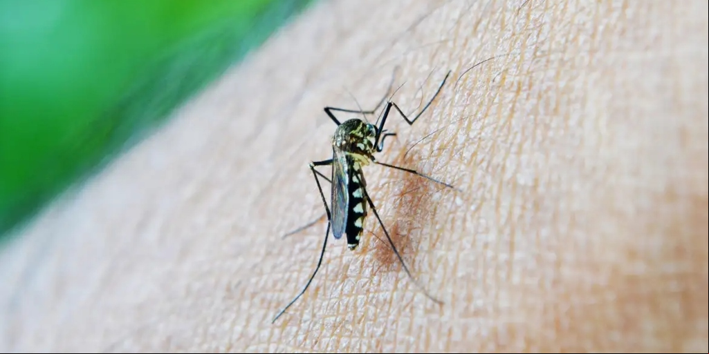 Dengue mata mais que Covid-19 no Brasil em 2024; Nova Friburgo registrou mais de 5.300 casos