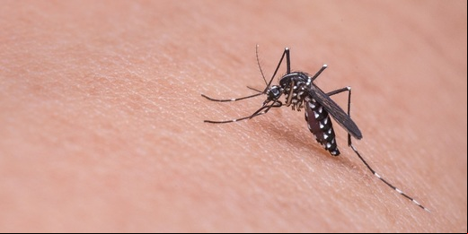 Quatro cidades da Região Serrana estão entre as 10 com maior incidência de casos de dengue no RJ