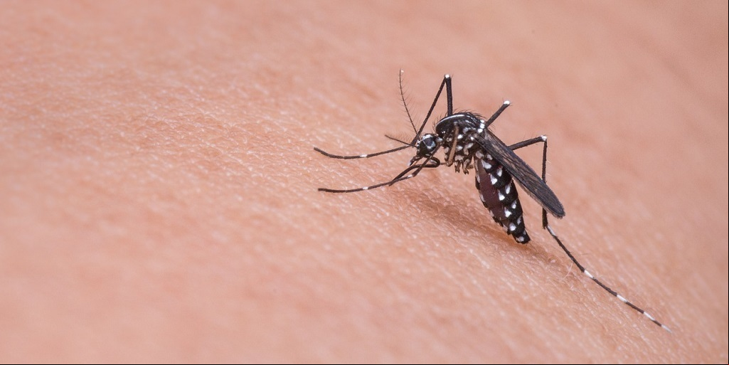 Quatro cidades da Região Serrana estão entre as 10 com maior incidência de casos de dengue no RJ
