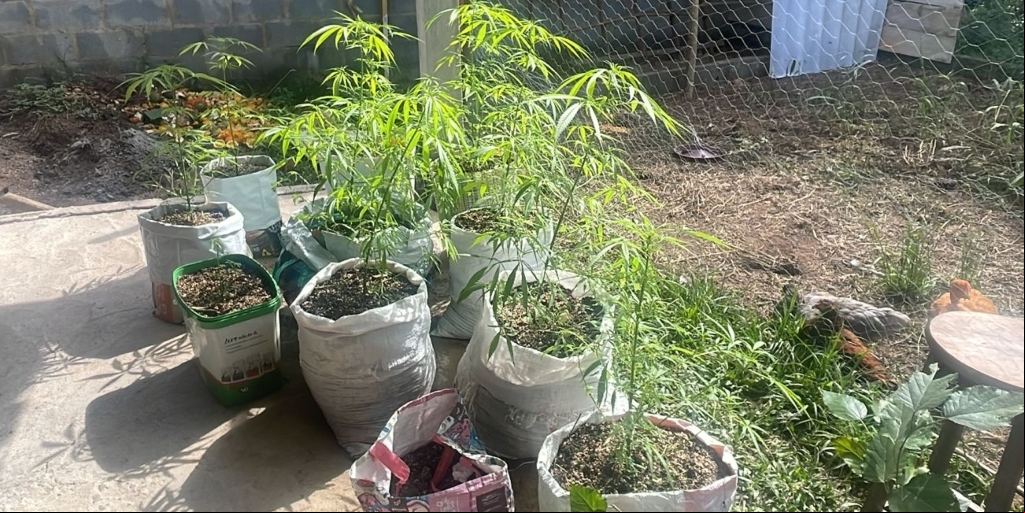 Colombiano é preso em Lumiar, distrito de Nova Friburgo, por cultivar maconha para membros de seita