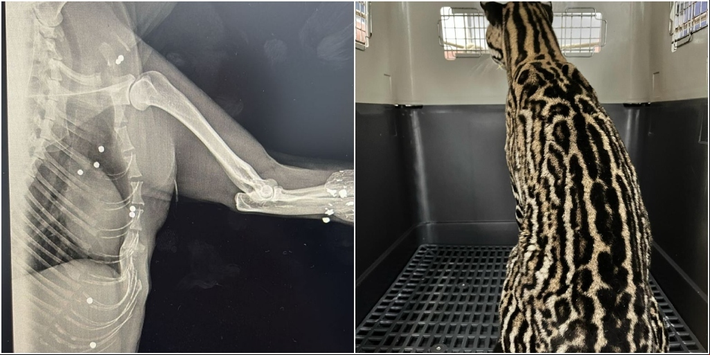 Animal apresentava uma fratura, espinhos de ouriço no pescoço e cerca de trinta projéteis pelo corpo