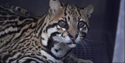 Jaguatirica encontrada em Trajano de Moraes com cerca de 30 projéteis pelo corpo volta à natureza