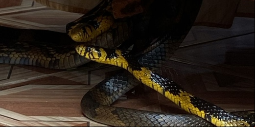 Inea resgata casal de cobras em 'cena curiosa' no distrito de Lumiar, em Nova Friburgo