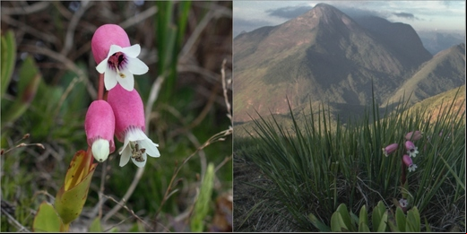 Espécie rara de flor que desabrocha durante o outono é encontrada no Parque Estadual dos Três Picos