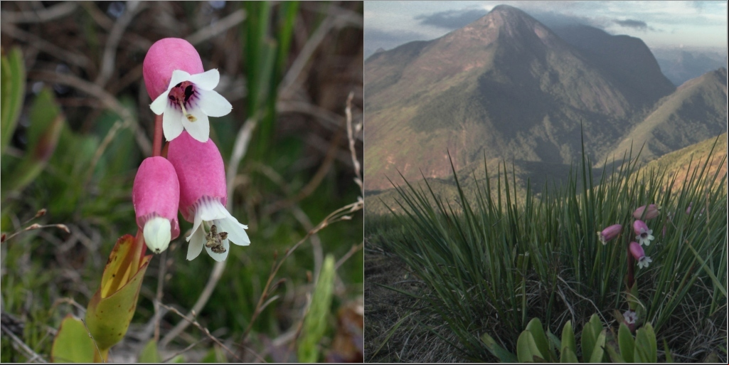 Espécie rara de flor que desabrocha durante o outono é encontrada no Parque Estadual dos Três Picos