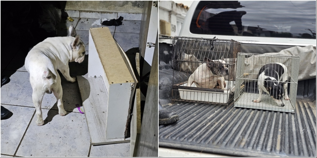 Animais encontrados em situação insalubre foram resgatados e encaminhados para atendimento veterinário