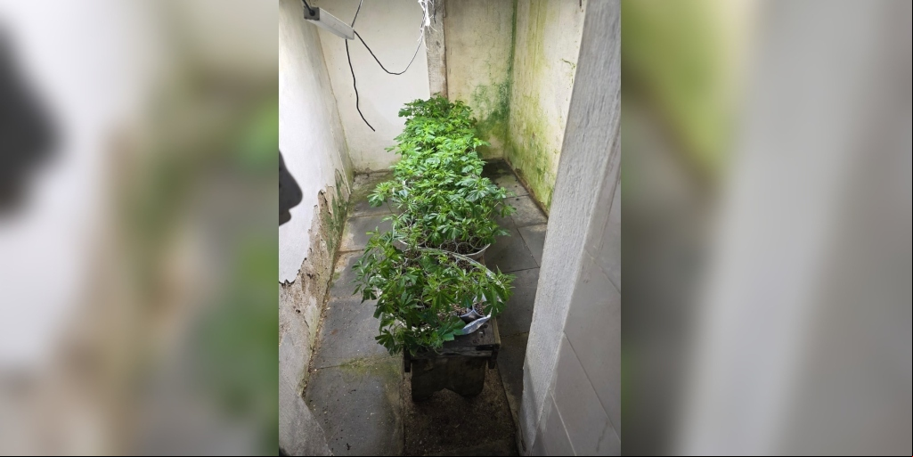 No interior do imóvel, foram encontradas estufas com iluminação para crescimento rápido da planta (2)