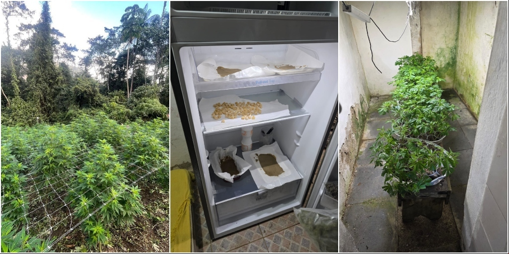 Uma das maiores plantações de maconha da história de Friburgo é descoberta em Galdinópolis; assista vídeo do delegado