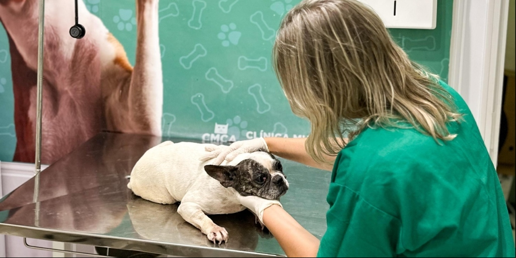 Após prisão de cardiologista, animais vítimas de maus-tratos em Arraial do Cabo são acolhidos por ONG do Rio