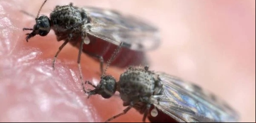 Casos de febre oropouche avançam no RJ e superam total de 2024 em apenas dois meses  