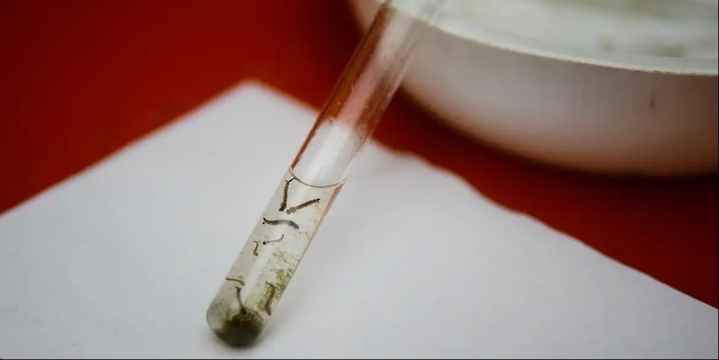 Sexta morte por dengue no estado é registrada em Cachoeiras de Macacu