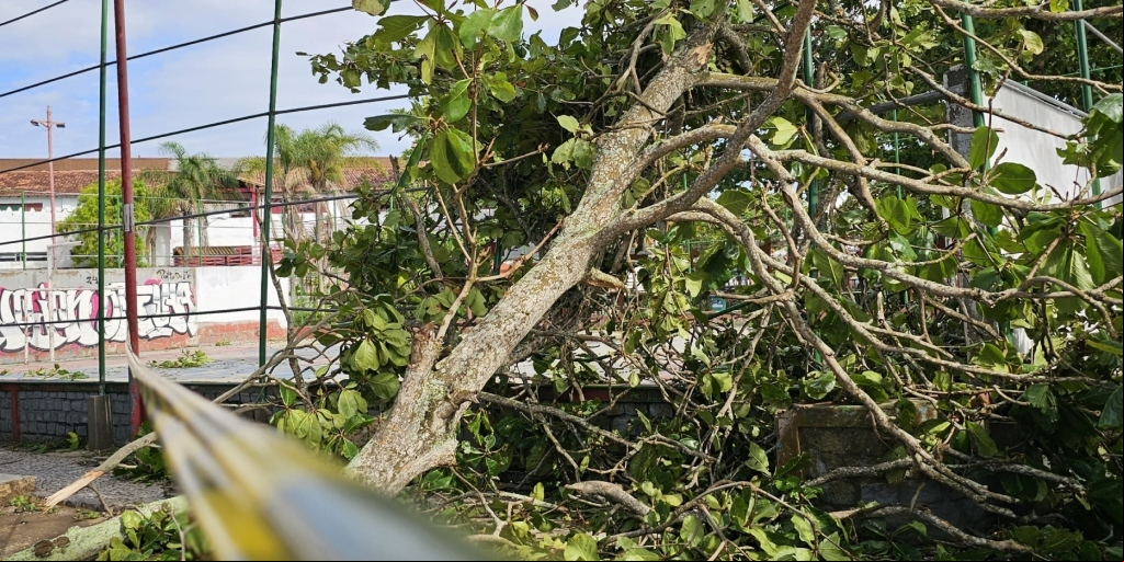 Quedas de árvores por causa da forte ventania resultaram em vários bairros sem eletricidade
