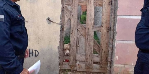 Cabo Frio ganha 'Disque Maus-tratos'  para denúncias de crimes contra os animais