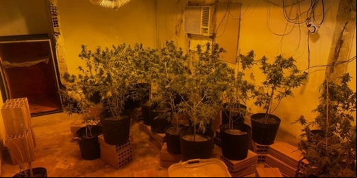 Polícias Federal e Militar prendem homem em Búzios por tráfico e cultivo de maconha