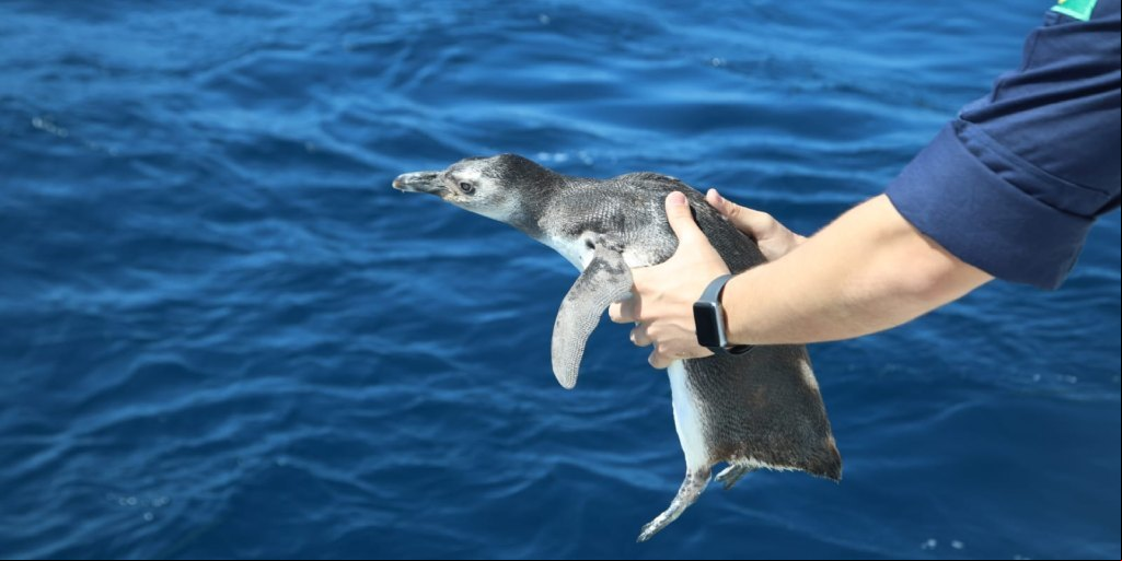 Após serem resgatados e reabilitados em instituto de Araruama, pinguins-de-magalhães são soltos no mar
