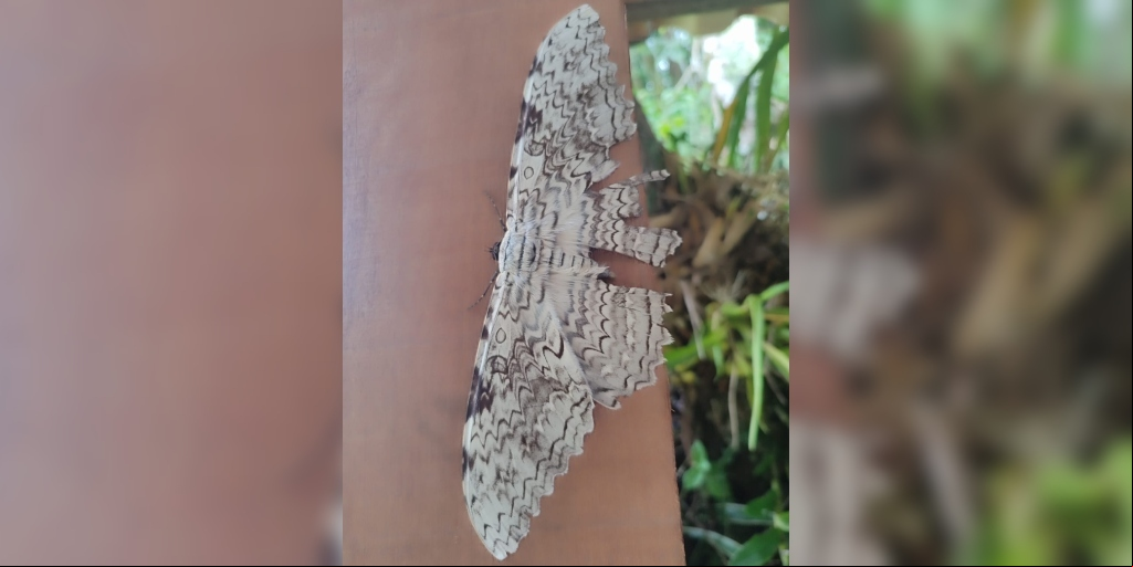 Mesmo com o porte grande, a mariposa consegue se camuflar nas árvores