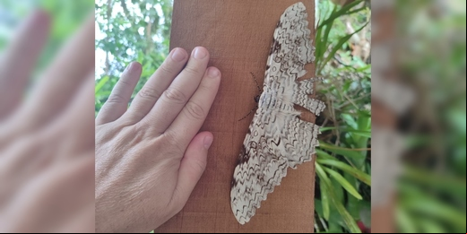 Mariposa do imperador, uma das maiores do mundo em envergadura de asas, é vista em Nova Friburgo