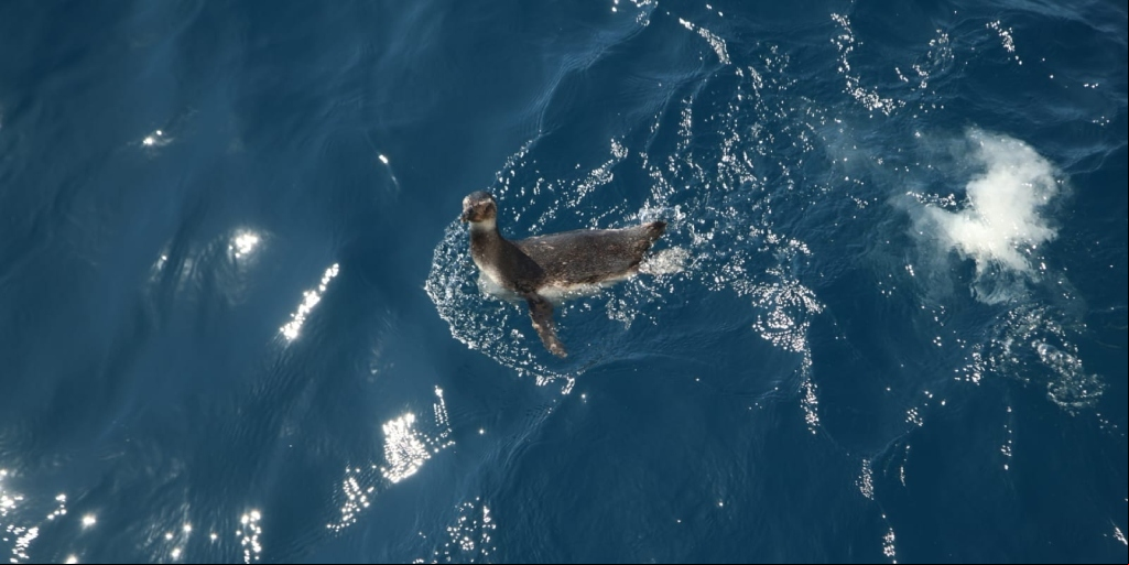 Presença de pinguins nas praias das regiões Sul e Sudeste é um fenômeno natural e migratório