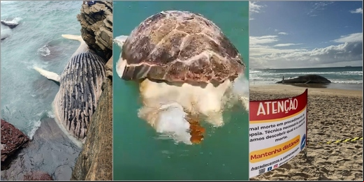 Baleias e tartaruga são encontradas mortas em praias da Região dos Lagos; saiba possíveis causas